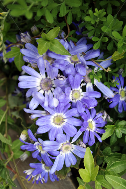 꽃,flowers,봄,식물,계절,정원,꽃밭,컬러풀,클로즈업,자연,꽃잎,가드닝,텃밭,아름다움,뷰티,백그라운드,배경,배경이미지,보라,보라색꽃,식물,자연,plants,nature,꽃,flower