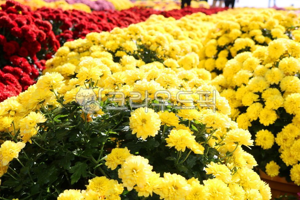 chrysanthemum flower,small country,nature,yellow flower,flower garden,leaf,ornamental,flower,wildflowers,petal,Chrysanthemum,plant,wild flowers,small chrysanthemum,yellow chrysanthemum