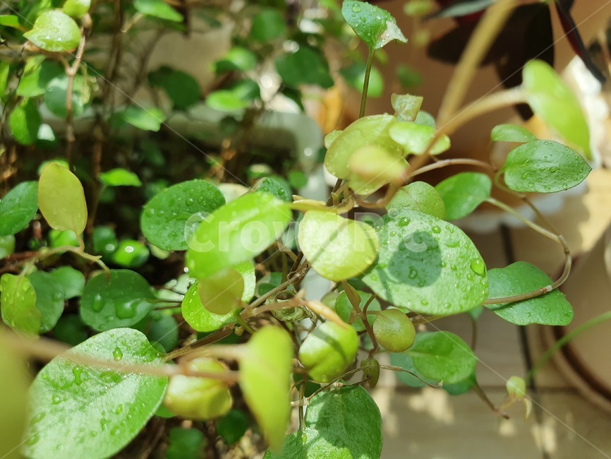 plant,식물,잎,트리안,leaf