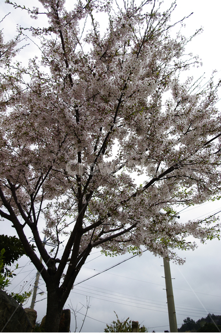 벚꽃,꽃,꽃잎,flower,계절,봄,spring,식물,plant,자연,nature,지붕,봄,계절,spring,season,식물,자연,plants,nature,나무,trees,wood,blossom