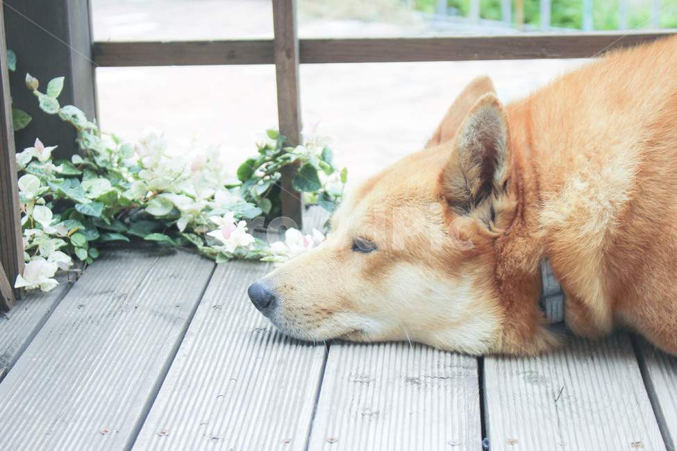 동물,진돗개,황구,반려견,감성,가족,멍무룩,동물,animal,포유류,mammal,개,강아지,dog,doggy