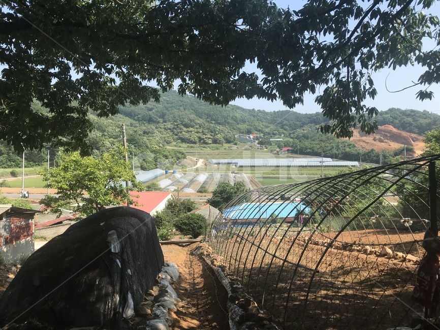 시골풍경,서천,농사,푸르름,힐링,자연인,시골,마을,풍경,landscape,country,rural,town