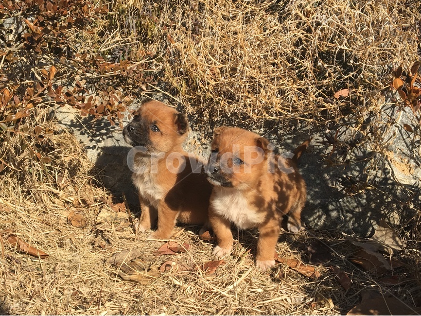 강아지,두마리,새끼강아지,twodogs,pet,dog,동물,animal,포유류,mammal,개,강아지,dog,doggy