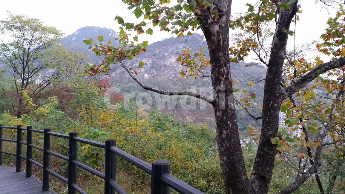 안산자락길,자락길,가을,단풍,산,등산,나무