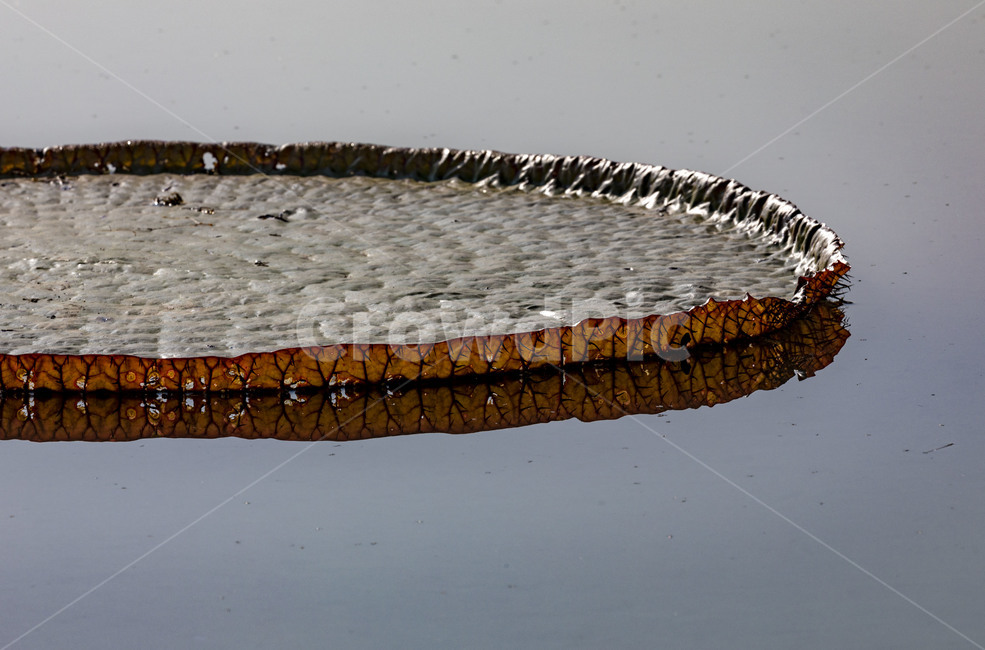 pond,humus plant,reflection,Lotus,flower,Victoria Lotus,plant,Emotion,big thorn lotus,kite,marsh