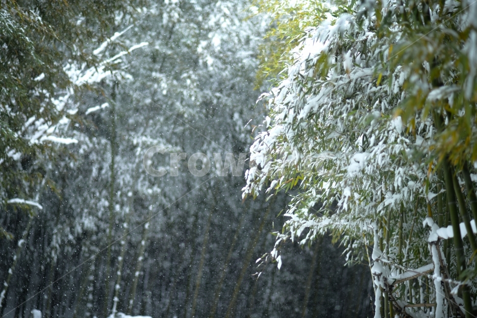 담양,죽녹원,겨울,눈,대나무,설경,bamboo,겨울,계절,winter,season