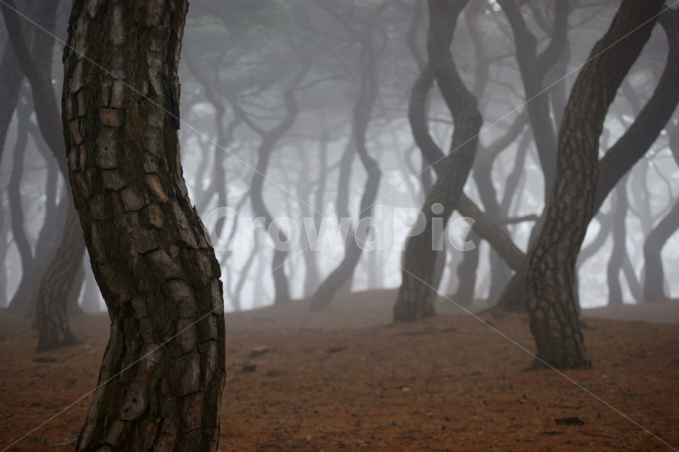 경주,소나무,안개,새벽,풍경,아침,식물,나무,tree,plant,forest,소나무숲,숲,몽환,pine,풍경배경,배경,흑백배경,자연,풍경,nature,landscape