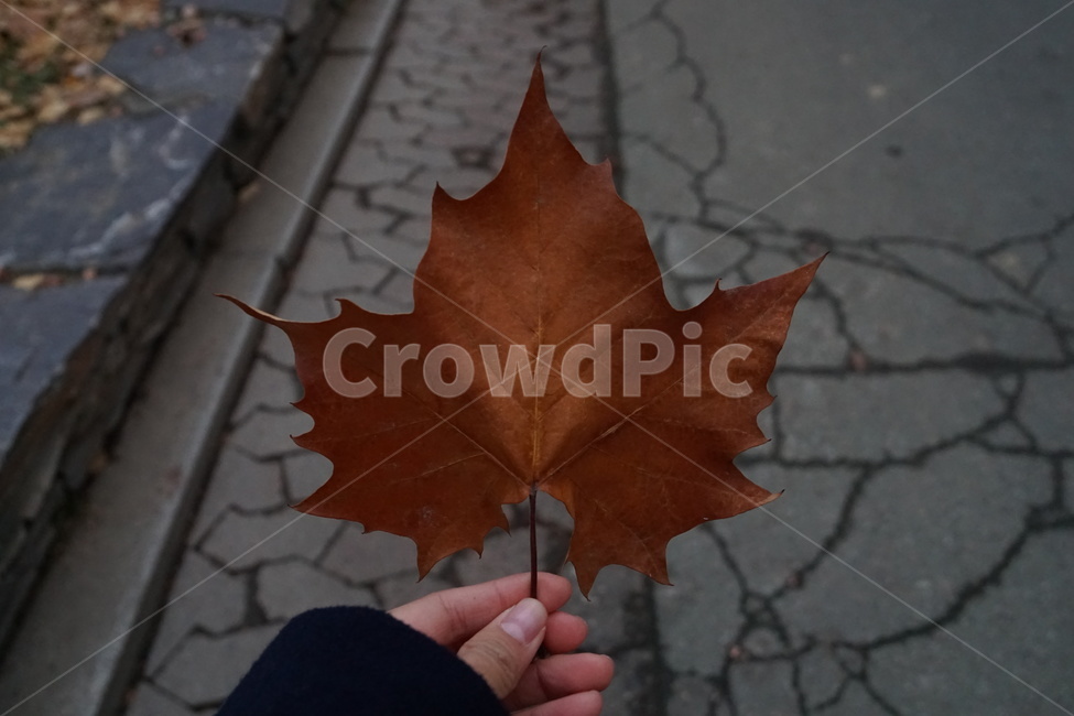 낙엽,감성,길,가을,갈색,가을,계절,fall,autumn,season,식물,자연,plants,nature,사람,인물,인간,human,person,신체일부,몸,body,leaf,잎,plant,tree,나무