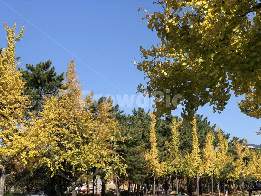 tree,나무,plant,식물,가을,낙엽