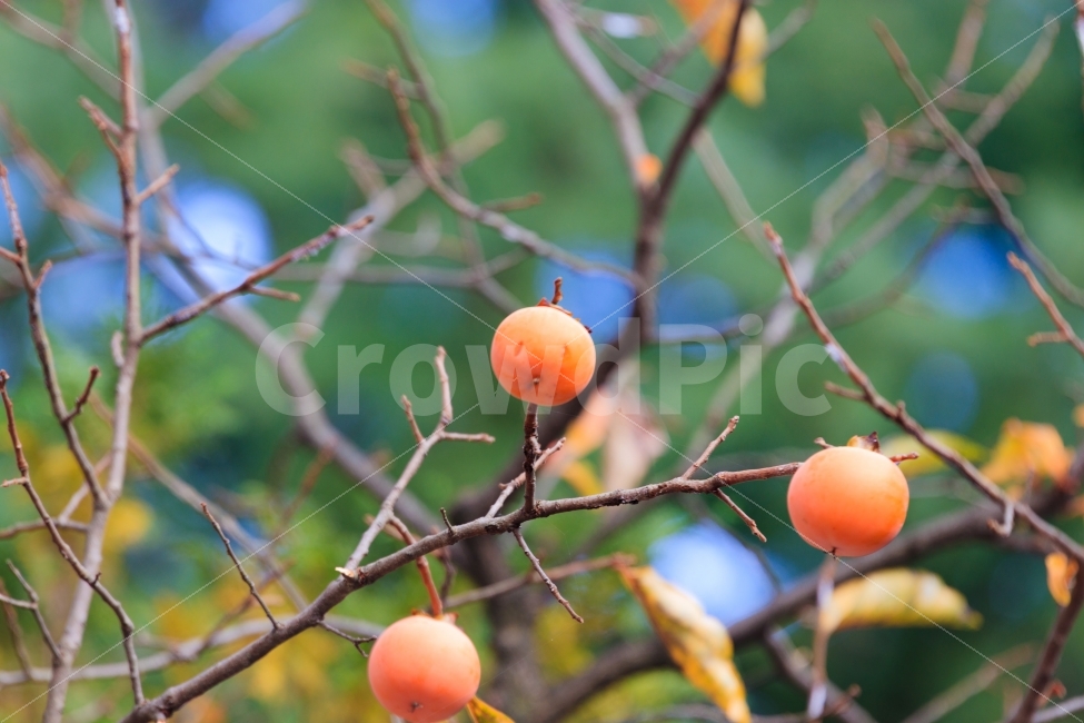 가을,풍경,자연,나무,열매,가을,계절,fall,autumn,season,음식,식재료,요리,food,cook,meal,dishes,food reserves,과일,열매,fruit,감성,sensible,feeling,색깔,색상,색채,색감,color sense,color sensitivity,feeling of color,plant,식물