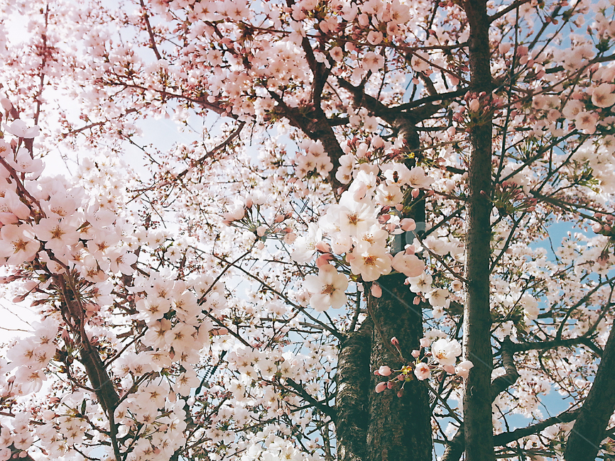 plant,cherryblossom,식물,blossom,벚꽃,식물,자연,plants,nature,꽃,flower