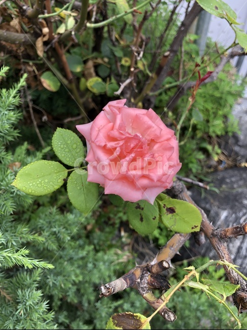 plant,식물,blossom,꽃,rose,장미