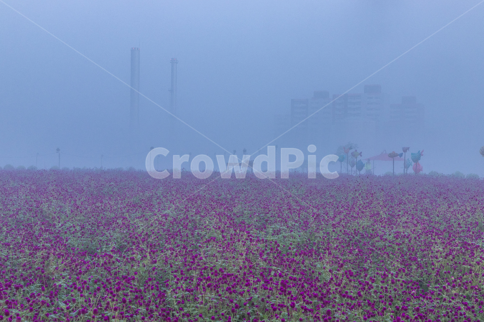 천일홍,축제,나리공원,안개,공원,자연,풍경,nature,landscape