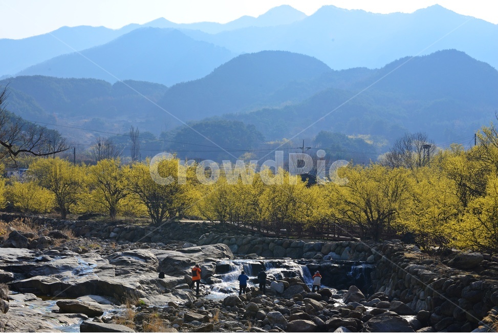 전남,구례,산동,산수유마을,산동산수유마을,산수유,산수유꽃,노랑꽃,봄,봄꽃,계절,water,물,nature,자연,경치,경관,풍경,outdoors,옥외,stream,흐름,자연,풍경,nature,landscape