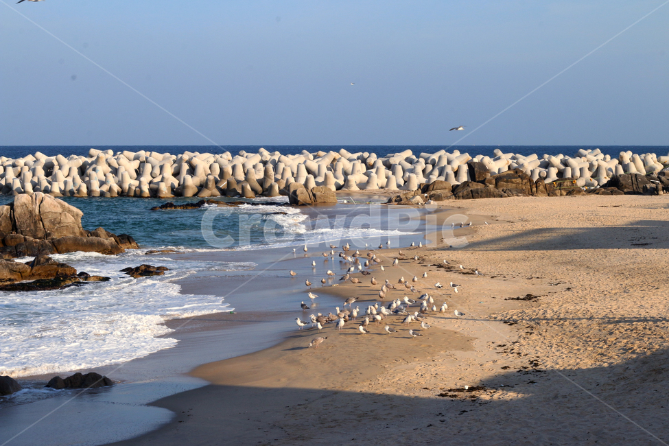바다,겨울바다,해변,갈매기,방파제,자연,nature,sea