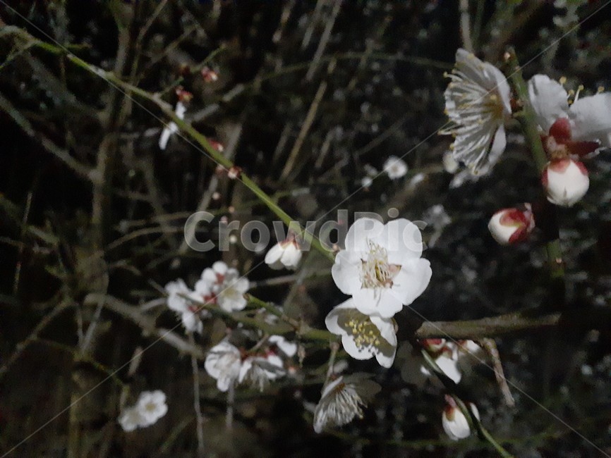 식물,plant,꽃,벗꽃,나무,산,봄