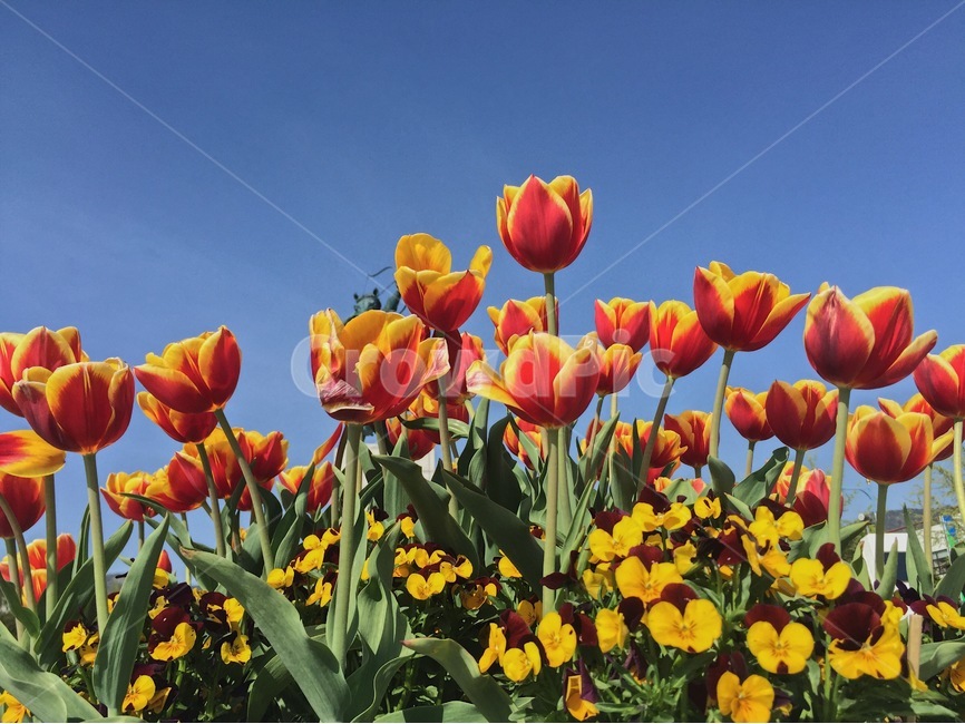 튤립,꽃,봄,하늘,풍경,tulip,flower,nature,sky,꽃밭,배경,landscape,봄,계절,spring,season,식물,자연,plants,nature,꽃,flower,plant,blossom