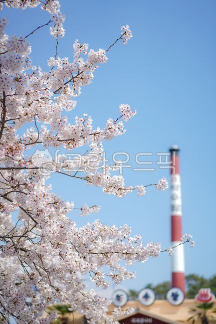 spring flowers,spring,Cherry Blossom,cherryblossom,full bloom,flower