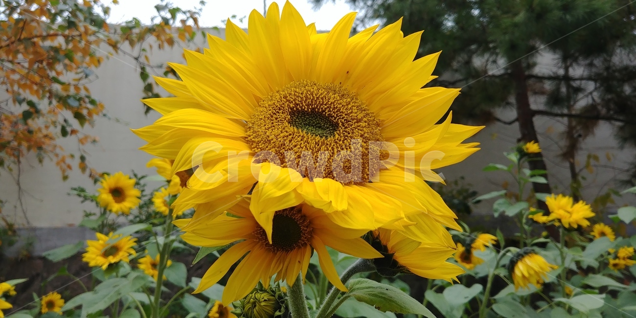 해바라기,꽃,식물,노란꽃,flower,sunflower,여름,summer