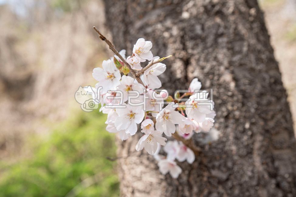봄,봄꽃,꽃나무,벚나무,plant,식물,벚꽃,blossom,flower,cherryblossom,봄,계절,spring,season
