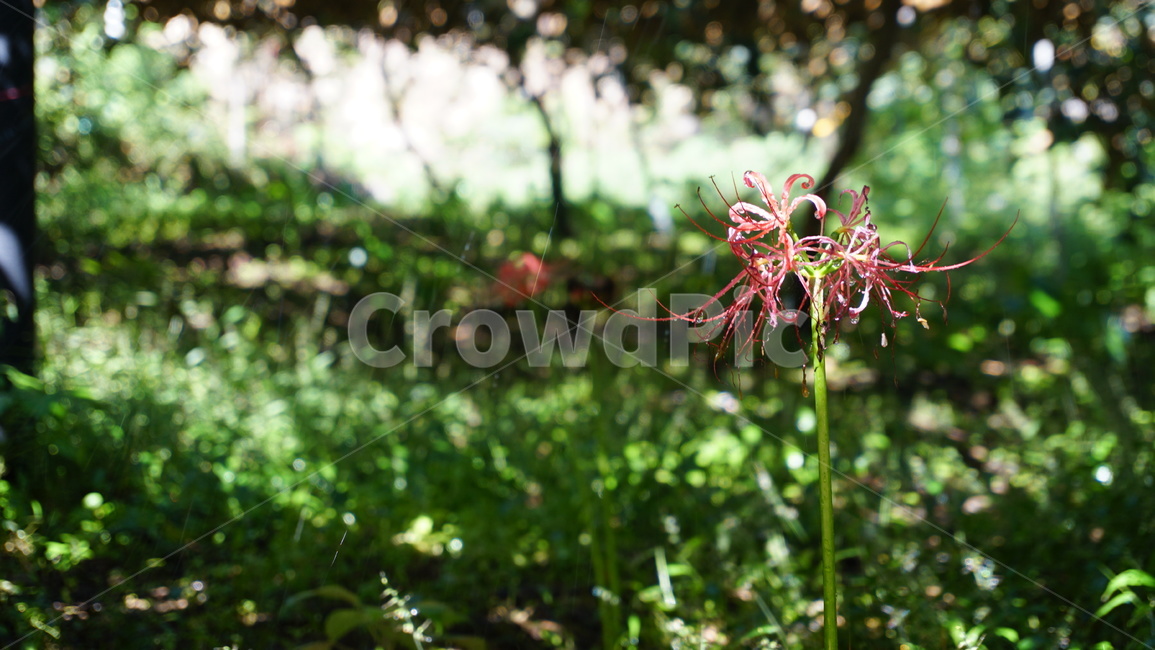 상사화,꽃,물방울,과수원,농장,식물,자연,plants,nature,꽃,flower