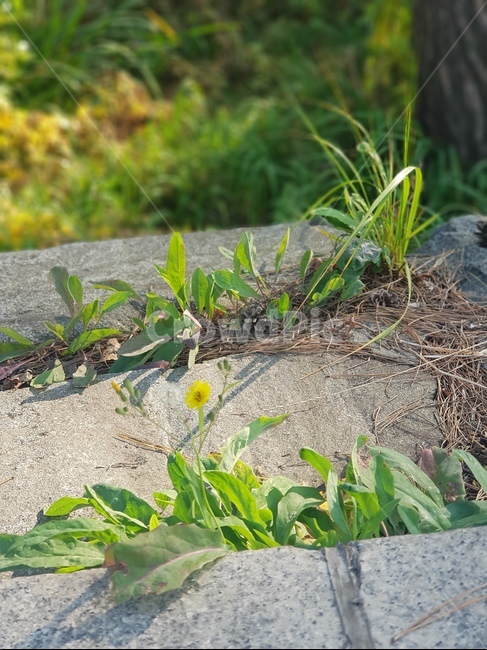 식물,따뜻함,푸릇,돌담,들꽃,식물,자연,plants,nature,꽃,flower