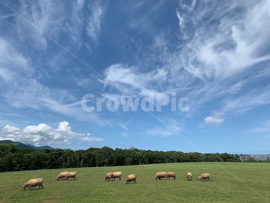 grassland,목초지,field,nature,자연,farm,양,하늘,구름,sky,cloud