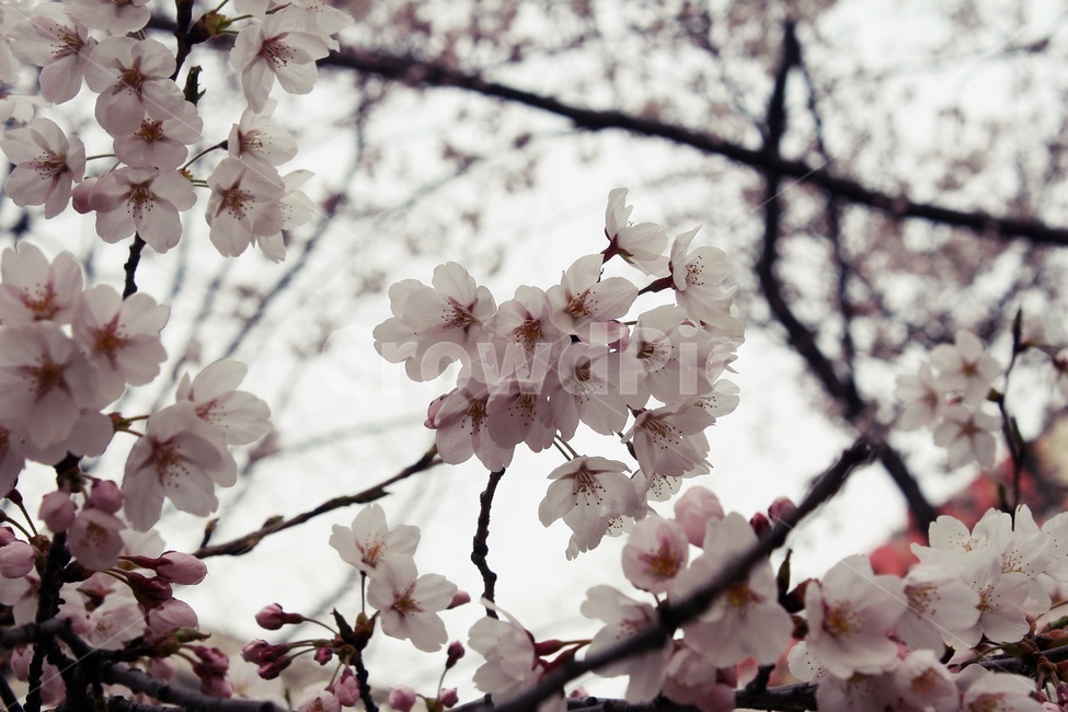 plant,식물,flower,꽃,blossom,식물,자연,plants,nature,꽃,flower