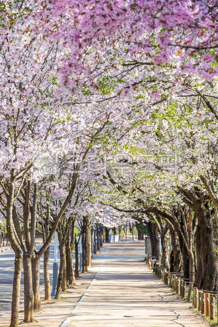 sidewalk,Cherry Blossom,nature,tree,flower,spring,spring flowers,cherry blossom tree,path,cherry blossom road,road,road name