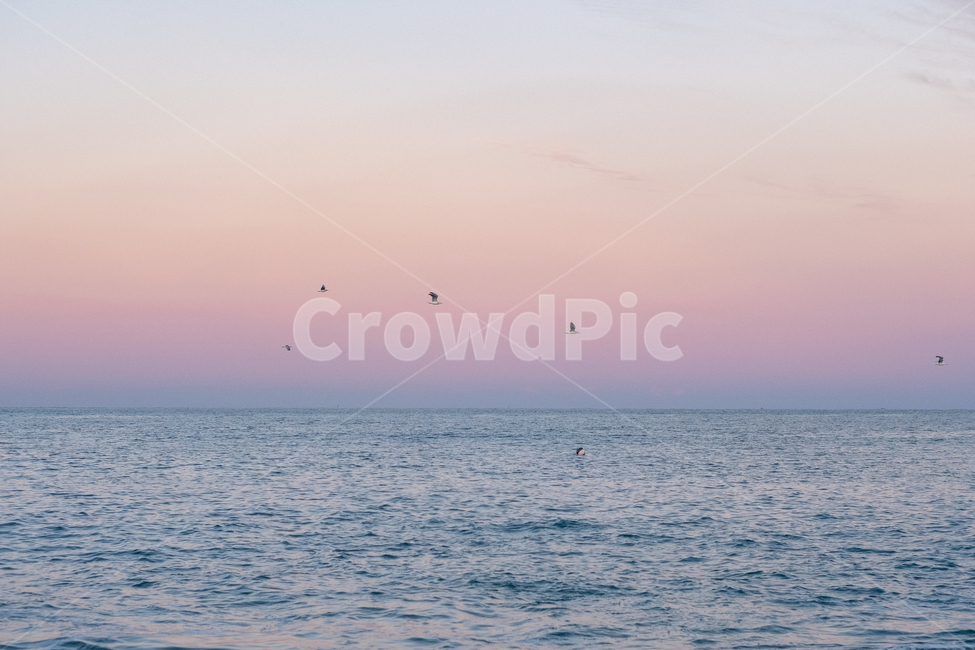 자연,bird,새,바다,sea