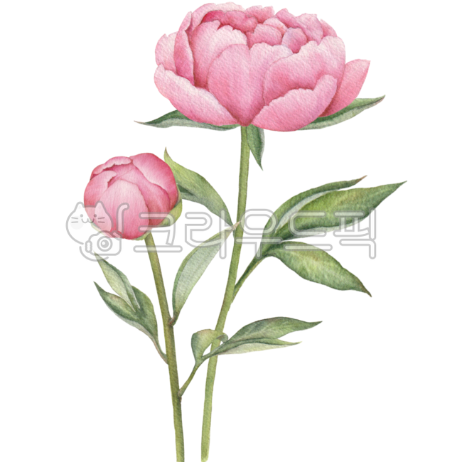 모란,모란꽃,꽃,작약,작약꽃,모란꽃일러스트,작약일러스트,꽃일러스트,꽃그림,모란꽃그림,작약꽃그림,꽃수채화,모란꽃수채화,작약수채화,모란꽃드로잉,꽃드로잉,작약드로잉,작약삽화,모란꽃삽화,꽃삽화,모란꽃디자인,꽃디자인,작약디자인,모란꽃장식,꽃장식,꽃데코,모란데코레이션,모란꽃데코,플로랄,플로랄디자인,보태니컬
