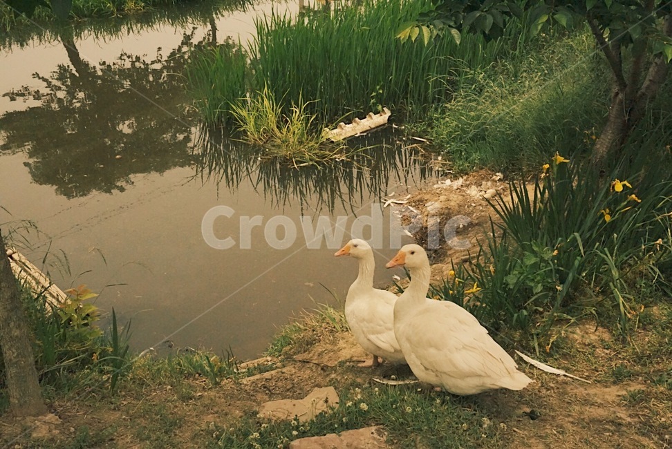 animal,동물,bird,새,land,나라,outdoors,옥외,nature,자연,오리,호수,강