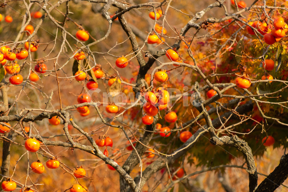 가을,영광,불갑사,낙엽,하늘,전라남도,영광군,감,과일,가을,계절,fall,autumn,season,자연,풍경,nature,landscape,나무,trees,wood,과일,열매,fruit,plant,식물,food,음식,persimmon
