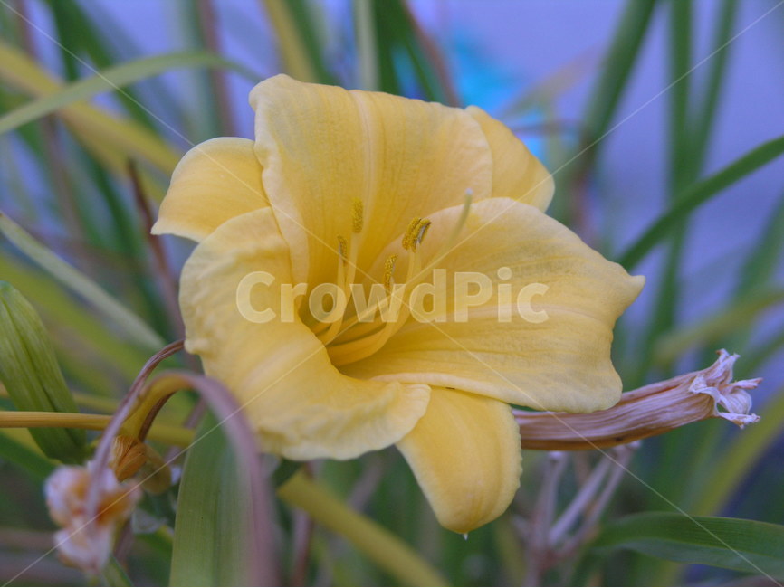 flower,spring,꽃,나팔꽃,자연,식물,자연,plants,nature,꽃,flower,색깔,색상,색채,색감,color sense,color sensitivity,feeling of color