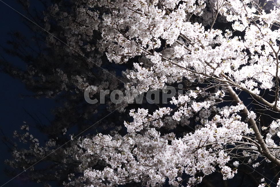 벚꽃,로하스공원,수목원,봄,벚꽃축제,봄,계절,spring,season,자연,풍경,nature,landscape,야경,밤,nightscape,night,plant,식물,blossom,꽃,flower