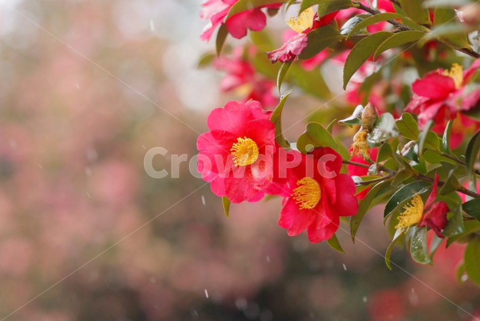 동백,꽃,겨울꽃,camellia,flowers,동백꽃,식물,자연,plants,nature,꽃,flower,감성,sensible,feeling