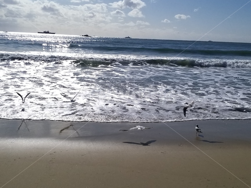 water,물,ocean,대양,nature,자연,sea,바다,새,bird