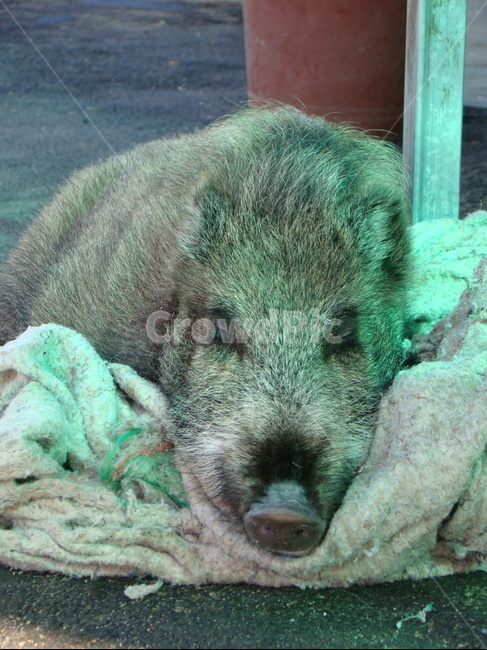 pig,hog,돼지,animal,동물,mammal,포유류