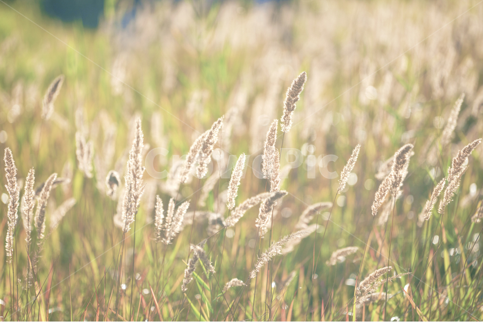 봄,자연,식물,풍경,갈대,식물,자연,plants,nature,감성,sensible,feeling,휴식,힐링,rest,relaxation,healing