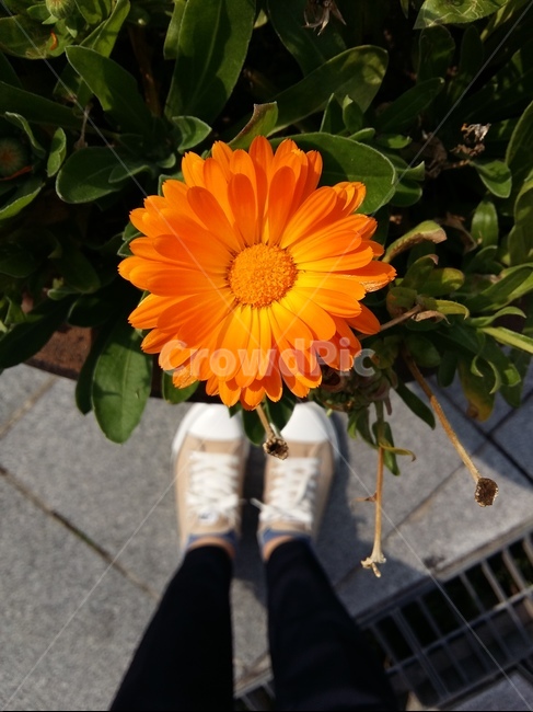 꽃,국화,주황,발,신발,다리