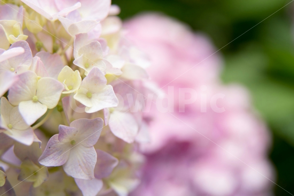 자연,꽃,수국,식물,감성,식물,자연,plants,nature,꽃,flower
