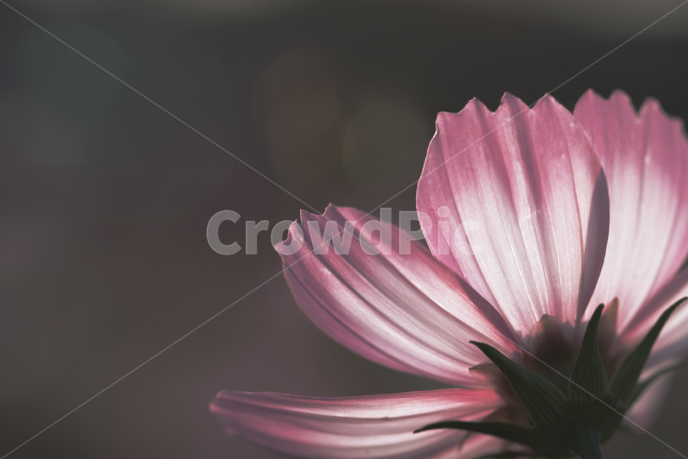 꽃,가을,계절,생명,생물,플라워,flower,코스모스,꽃잎,plant,식물,가을,계절,fall,autumn,season,식물,자연,plants,nature,꽃,flower