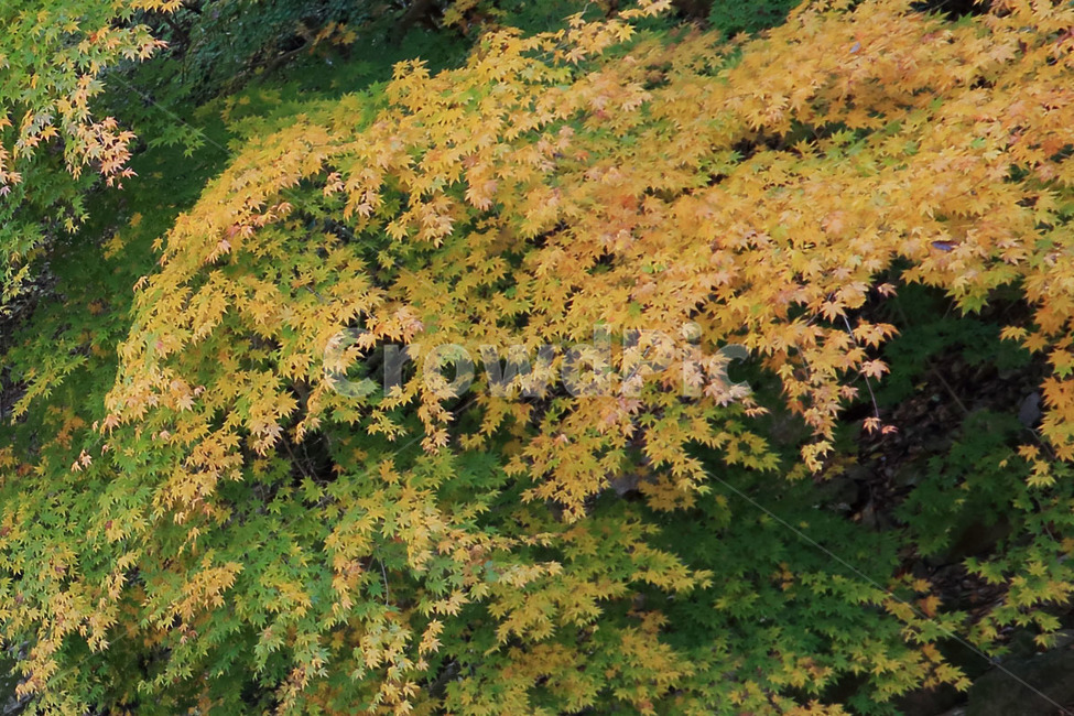 tree,나무,plant,식물,단풍,maple,강천산,mountain,yellow,nature,자연