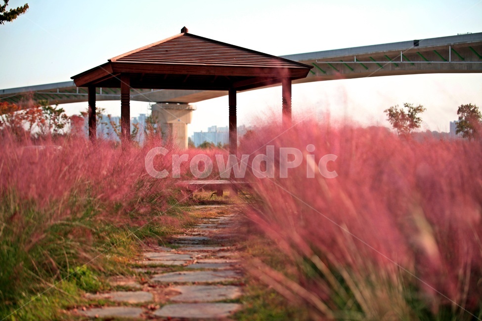 핑크뮬리,공원,자연,갈대,교량,가을,계절,fall,autumn,season,식물,자연,plants,nature