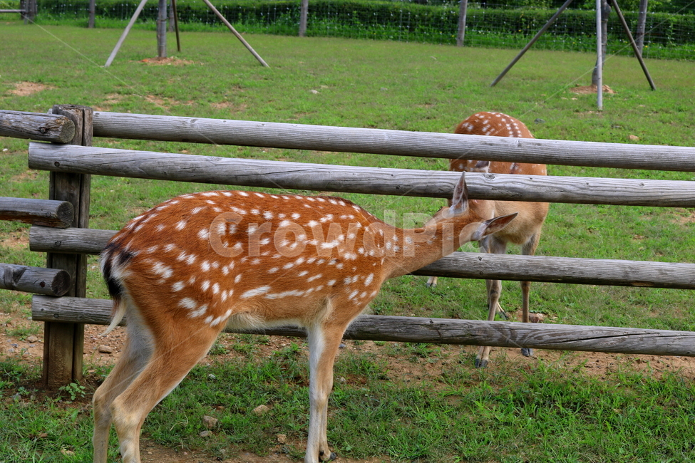 사슴,동물,척추동물,포유류,초식동물,잔디,풀,사육장,자연,동물,animal,포유류,mammal