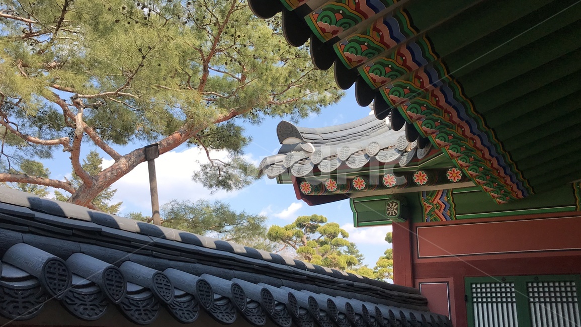 경복궁,소나무,기와,궁궐,봄,gyeongbokgung,palace,gyeongbok,한국전통,한국문화,korean traditional,korean culture,건축물,건물외관,exterior,building,structure,architecture,construction