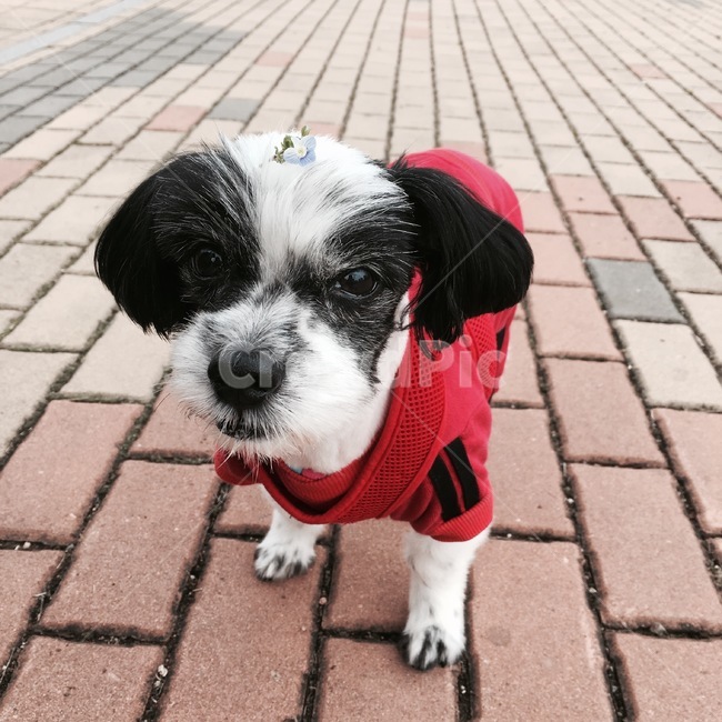강아지,반려견,꽃,동물,animal,애완동물,strap,견장,canine,송곳니,mammal,포유류,개,pet,dog