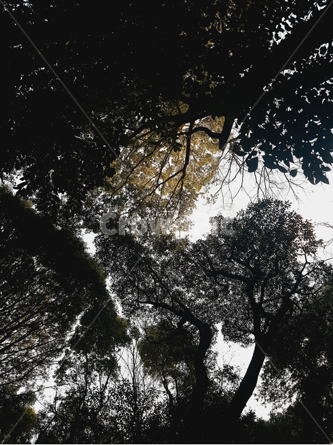 숲속,나무,tree,나무줄기,treetrunk,식물,자연,plants,nature,나무,trees,wood