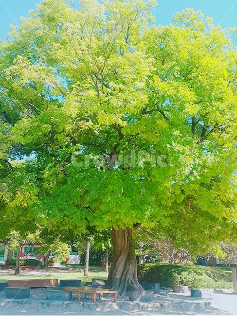 나무,고목,풍경,초록,tree