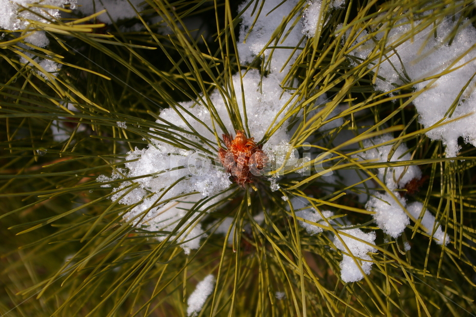 겨울,눈,snow,쌓인눈,식물,겨울,계절,winter,season,식물,자연,plants,nature